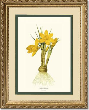 Crocus, Yellow