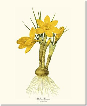 Flower Floral Print: Crocus, Yellow