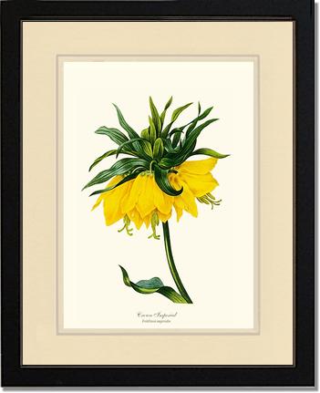 Crown Imperial | Flower/Floral Art Print