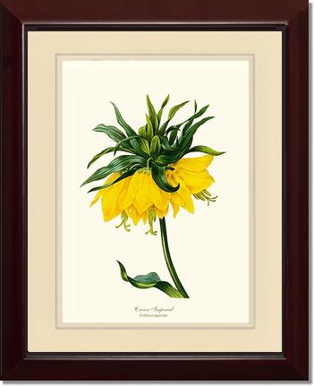 Crown Imperial | Flower/Floral Art Print