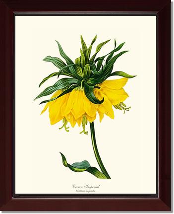 Crown Imperial | Flower/Floral Art Print