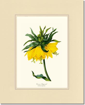 Crown Imperial | Flower/Floral Art Print