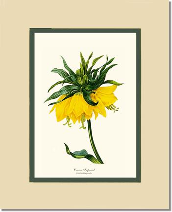 Crown Imperial | Flower/Floral Art Print