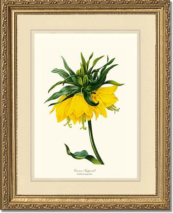 Crown Imperial | Flower/Floral Art Print