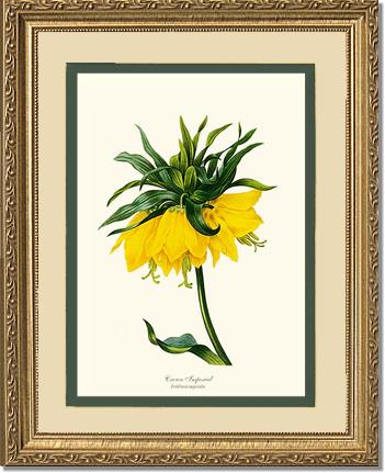 Crown Imperial | Flower/Floral Art Print