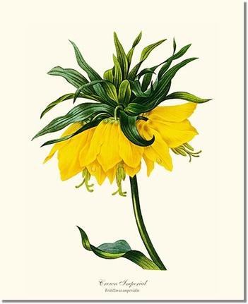 Flower Floral Print:  Crown Imperial