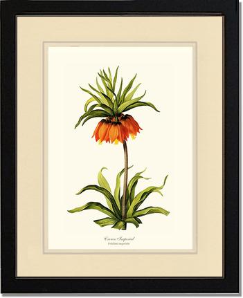 Crown Imperial | Flower/Floral Art Print