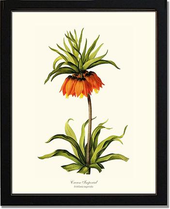 Crown Imperial | Flower/Floral Art Print
