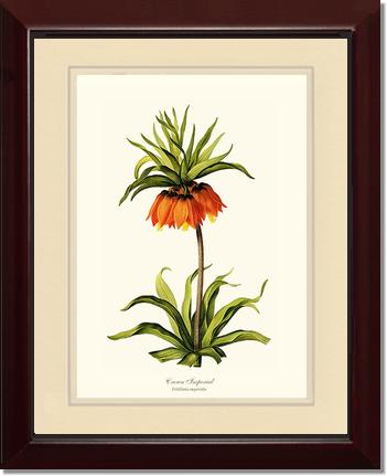 Crown Imperial | Flower/Floral Art Print