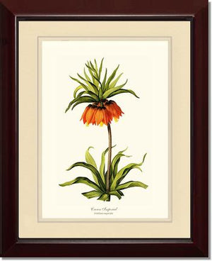 Crown Imperial