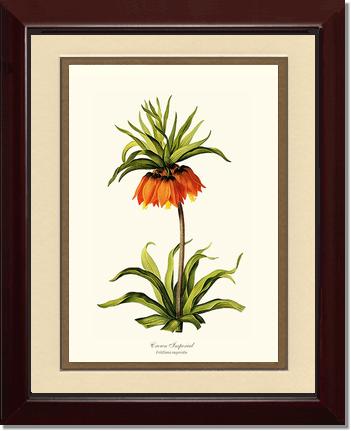 Crown Imperial | Flower/Floral Art Print