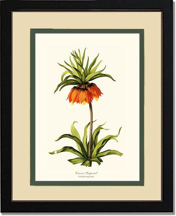 Crown Imperial | Flower/Floral Art Print