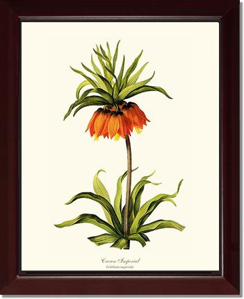 Crown Imperial | Flower/Floral Art Print