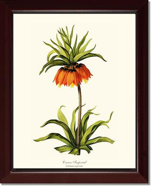 Crown Imperial