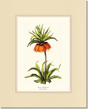 Crown Imperial | Flower/Floral Art Print