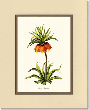 Crown Imperial | Flower/Floral Art Print