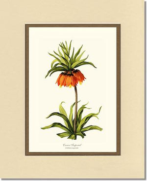 Crown Imperial