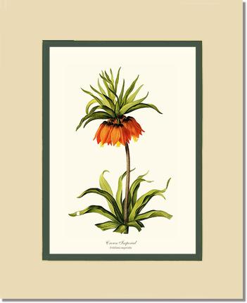 Crown Imperial | Flower/Floral Art Print