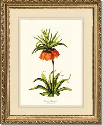 Crown Imperial | Flower/Floral Art Print