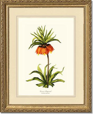 Crown Imperial