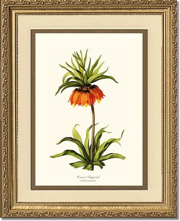 Crown Imperial | Flower/Floral Art Print