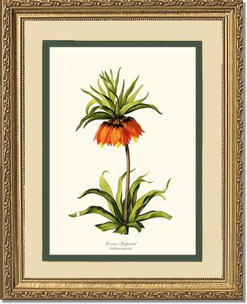 Crown Imperial | Flower/Floral Art Print
