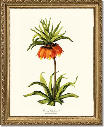 Crown Imperial | Flower/Floral Art Print