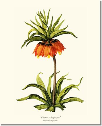 Crown Imperial | Flower/Floral Art Print