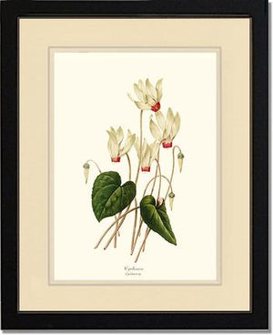 Cyclamen