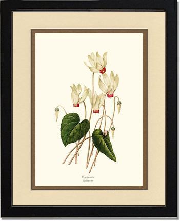 Cyclamen | Flower/Floral Art Print