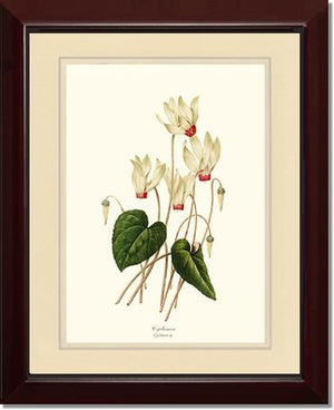 Cyclamen