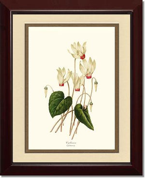 Cyclamen