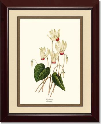 Cyclamen | Flower/Floral Art Print