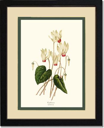 Cyclamen | Flower/Floral Art Print
