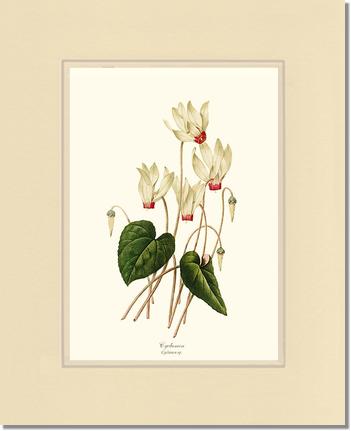 Cyclamen | Flower/Floral Art Print