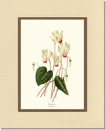 Cyclamen | Flower/Floral Art Print