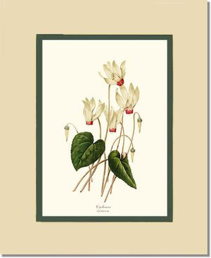 Cyclamen