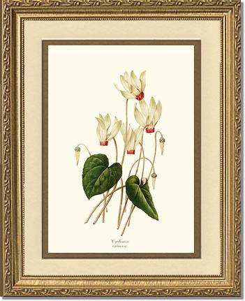 Cyclamen | Flower/Floral Art Print
