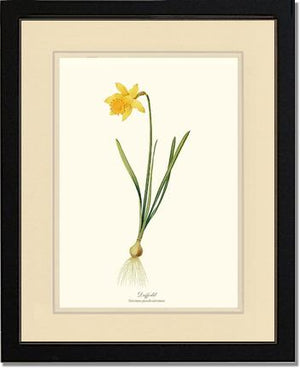 Daffodil | Flower/Floral Art Print