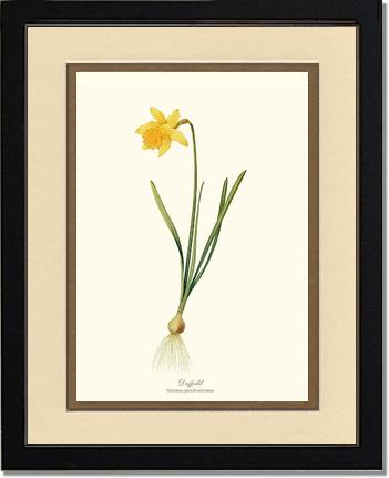 Daffodil | Flower/Floral Art Print