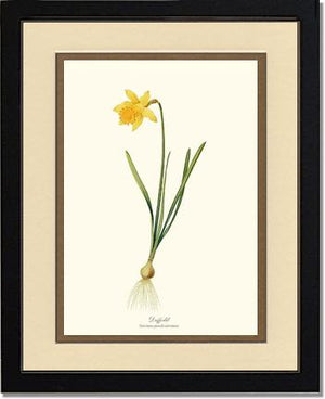 Daffodil | Flower/Floral Art Print