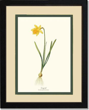 Daffodil | Flower/Floral Art Print
