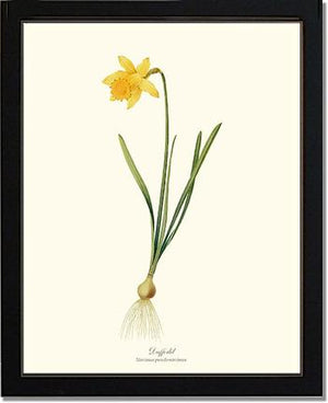 Daffodil