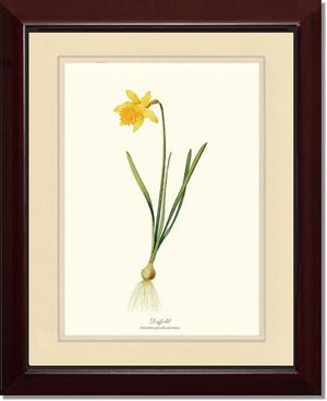 Daffodil | Flower/Floral Art Print