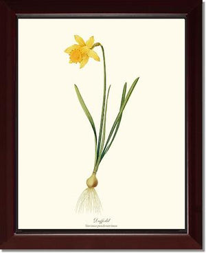Daffodil | Flower/Floral Art Print