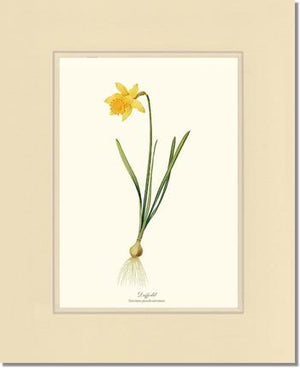Daffodil | Flower/Floral Art Print