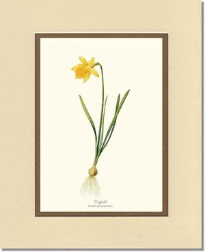 Daffodil | Flower/Floral Art Print