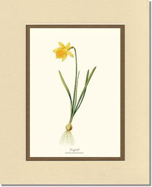 Daffodil