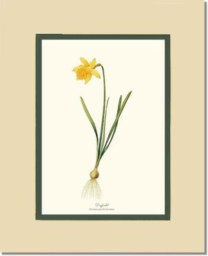 Daffodil | Flower/Floral Art Print