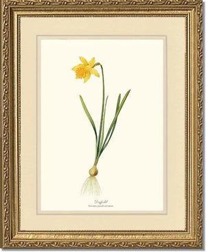 Daffodil | Flower/Floral Art Print